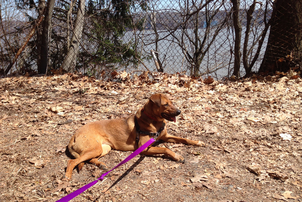 Panting in the Palisades - river trail in New York
