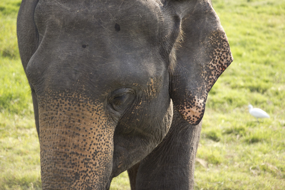 Pensive elephant at Minneriya National Park | Sri Lanka