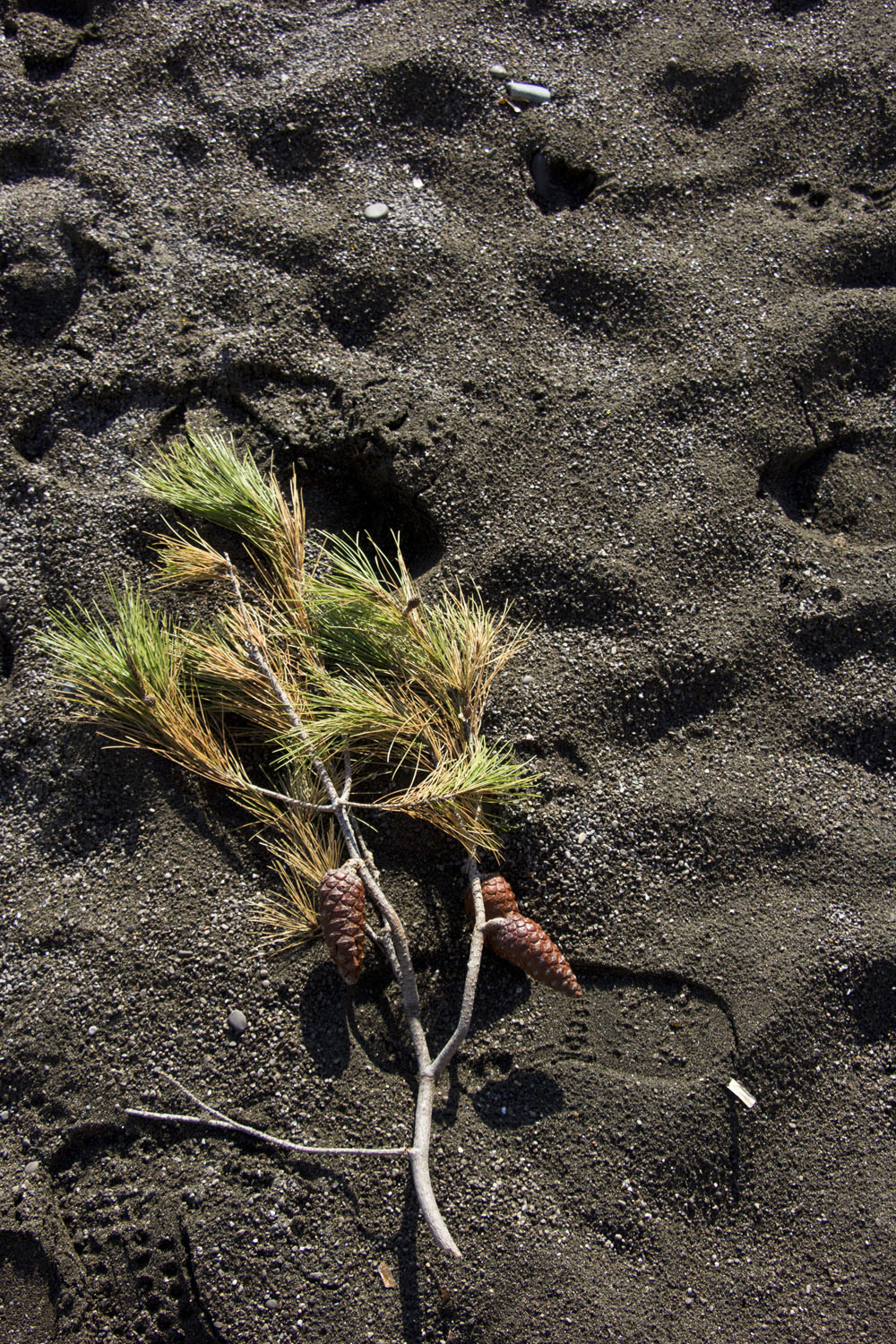 Pine cones on the beach | Positano, Italy