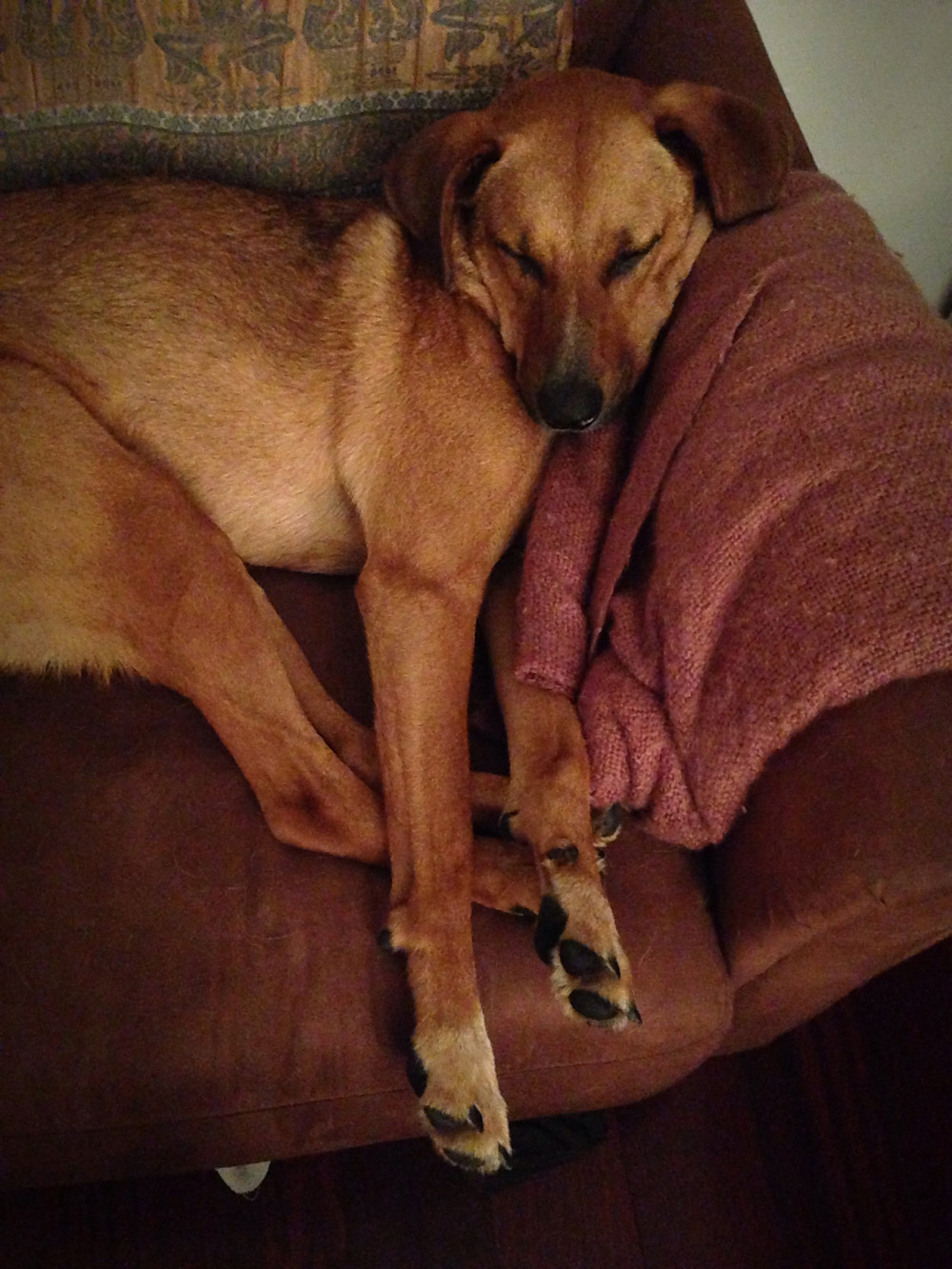 Sleeping Bodie on the Cambodia chair