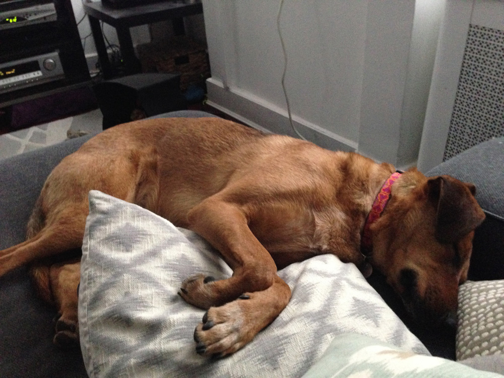 Sleeping in pillows Bodie