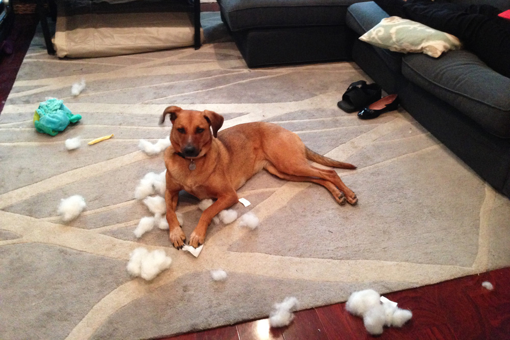 Unstuffed stuffed animals and Bodie