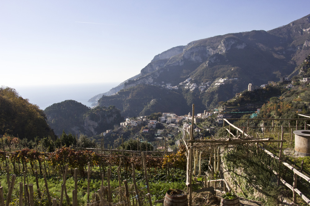 Vineyard with a view | Ravello, Italy