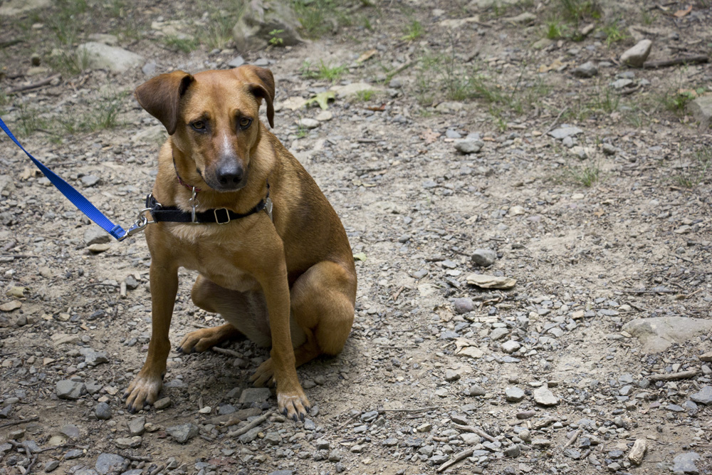 Bodie concerned face | Appalachain Trail, New Jersey