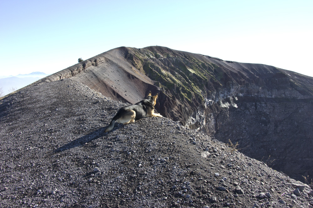 Dog resting on top of Mount Vesuvius | Italy
