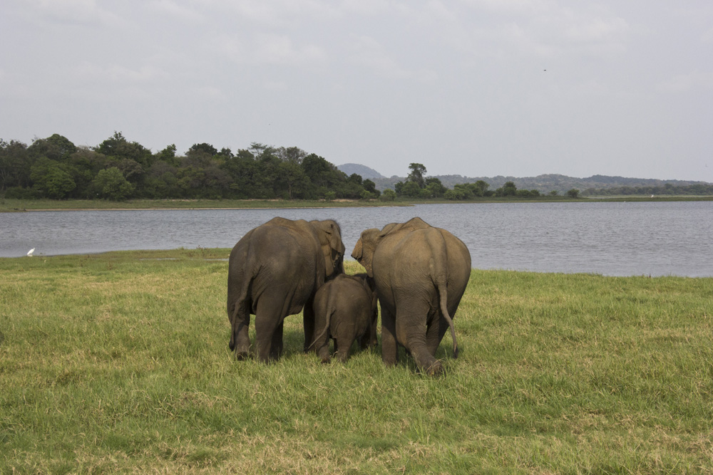 Elephant butts | Minneriya National Park. Sri Lanka