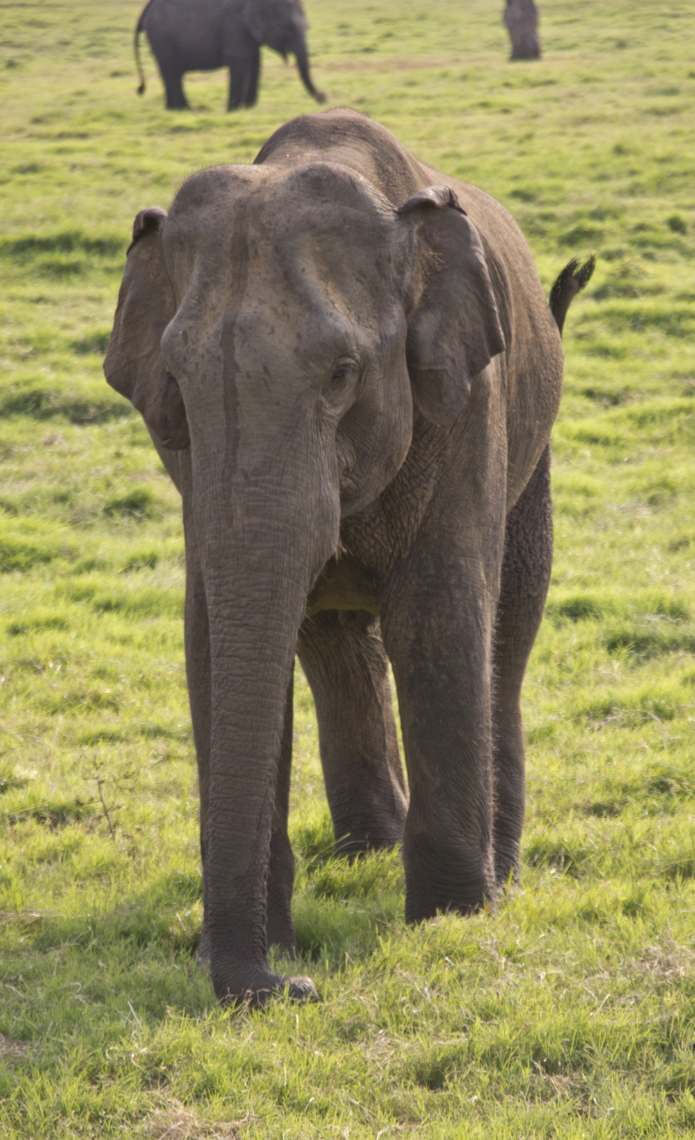 Elephant trunk | Minneriya National Park, Sri Lanka
