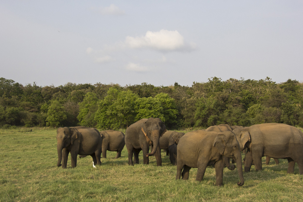Golden hour elephants | Minneriya National Park, Sri Lanka
