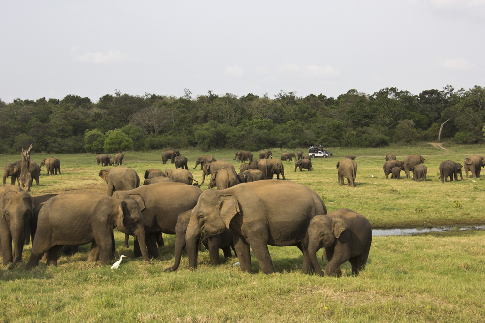 Jeep in the background at Minneriya National Park | Sri Lanka