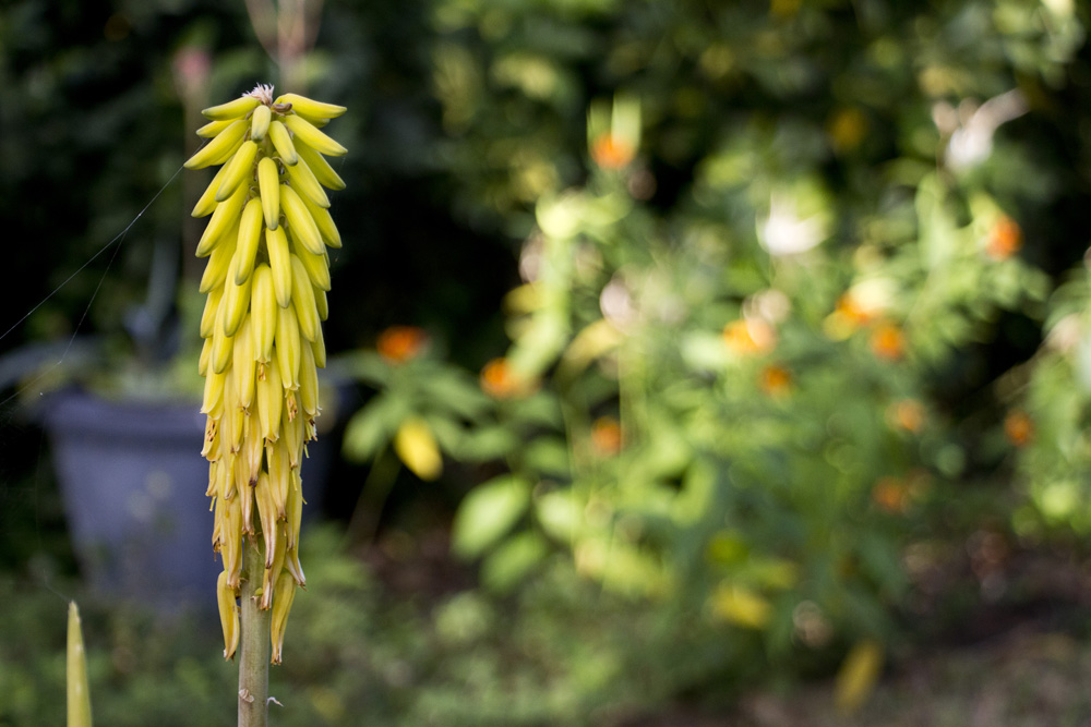 Layered yellow tropical flower | St John, USVI