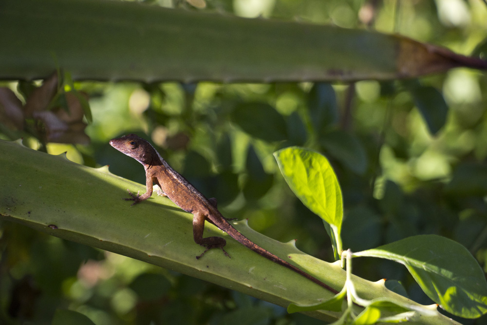 Lizard on a cactus in Chocolate Hole | St John, USVI