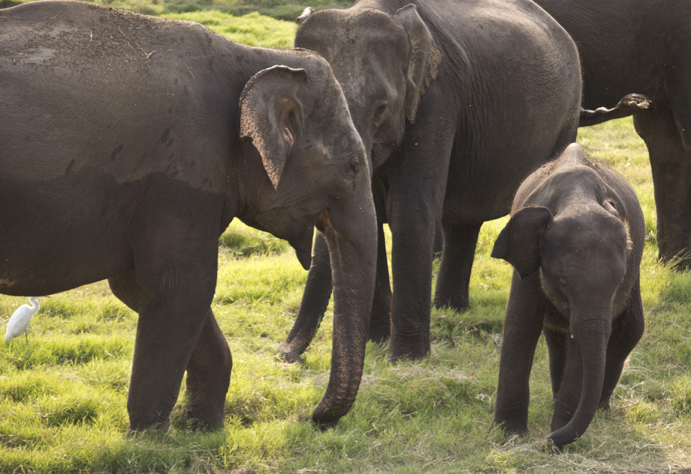 Mom talking to baby at Minneriya National Park | Sri Lanka