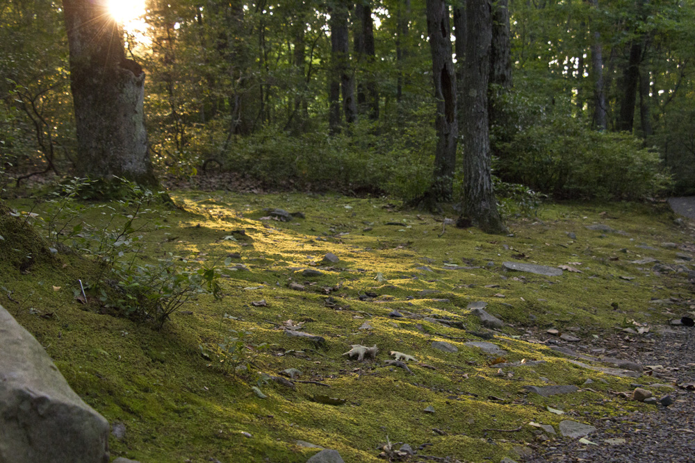 Mossy sunset behind our campsite | Poconos, Pennsylvania