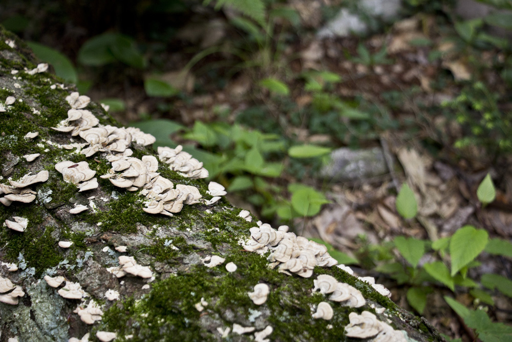 Mushrooms and moss | Appalachain Trail, New Jersey