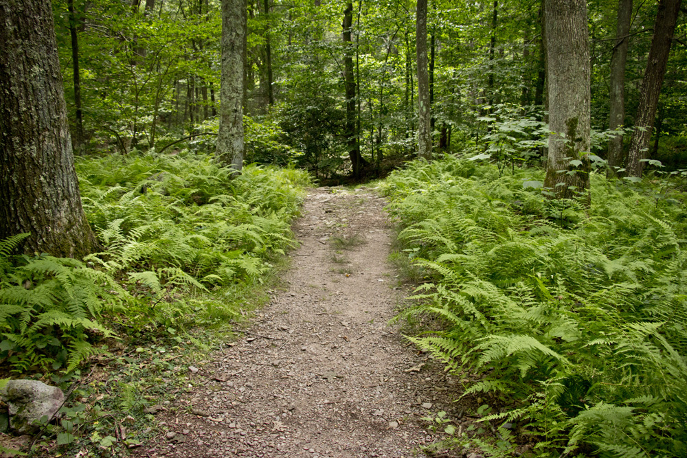 Path through the ferns on the Appalachain Trail | Delaware Water Gap, New Jersey
