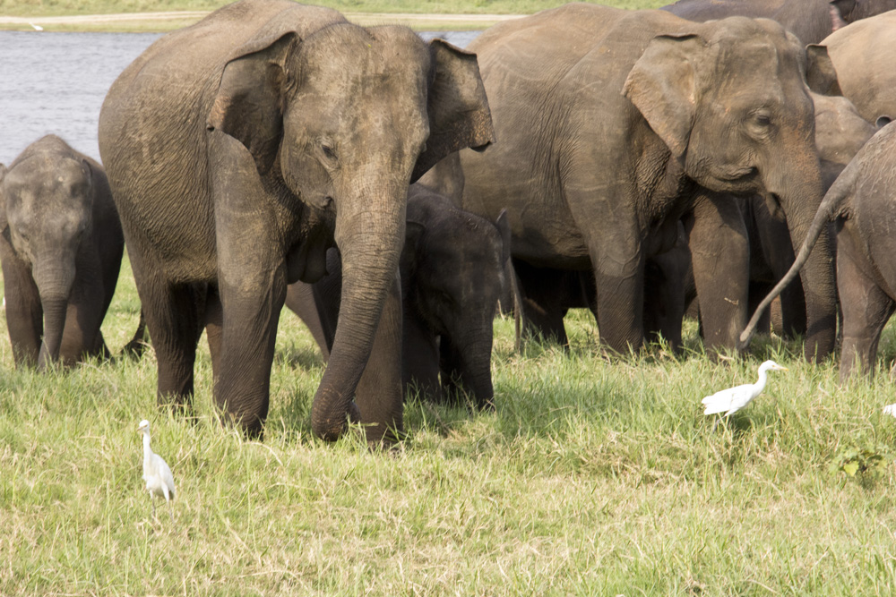 Somber elephant | Minneriya National Park | Sri Lanka