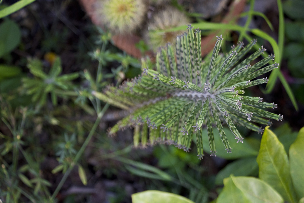 Spiky green and purple tropical plant | St John, USVI