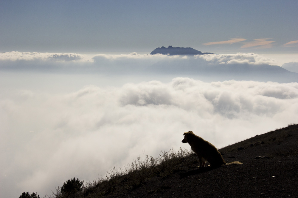 Stellina dog contemplates life from the Vesuvius peak | Italy