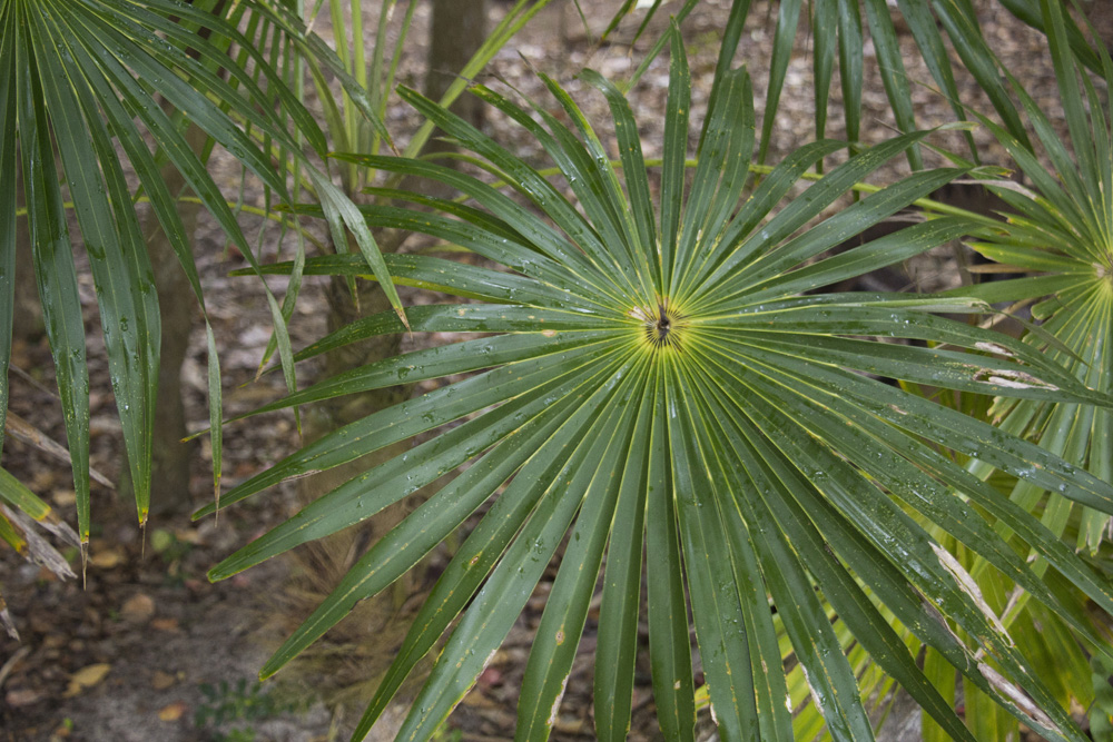 Sunburst plant in Trunk Bay | St John, USVI