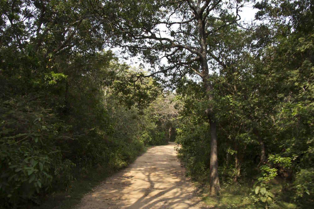 Through the forest | Minneriya National Park, Sri Lanka