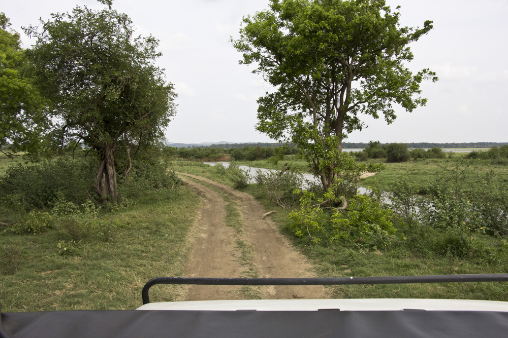 Through the plains in Minneriya National Park | Sri Lanka