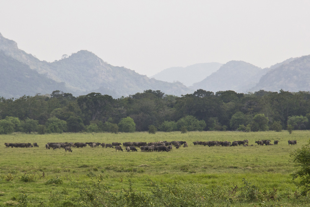 Water buffalo herd | Minneriya National Park | Sri Lanka