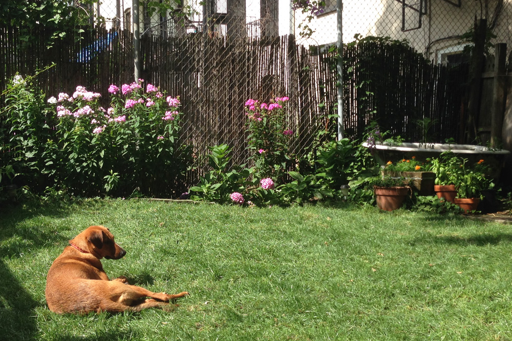 Bodie laying in the backyard grass | Brooklyn