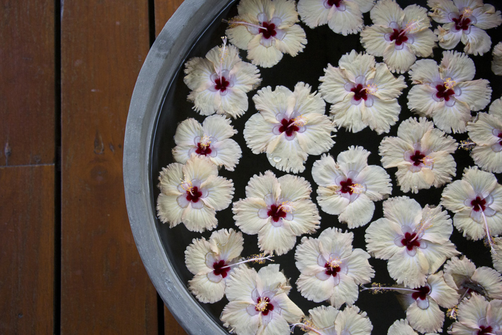 Hibiscus floating in water at the Vil Uyana | Sri Lanka