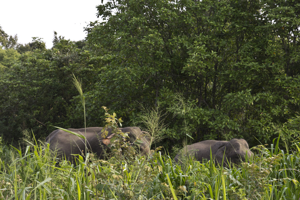 Hiding elephants in Minneriya National Park | Sri Lanka