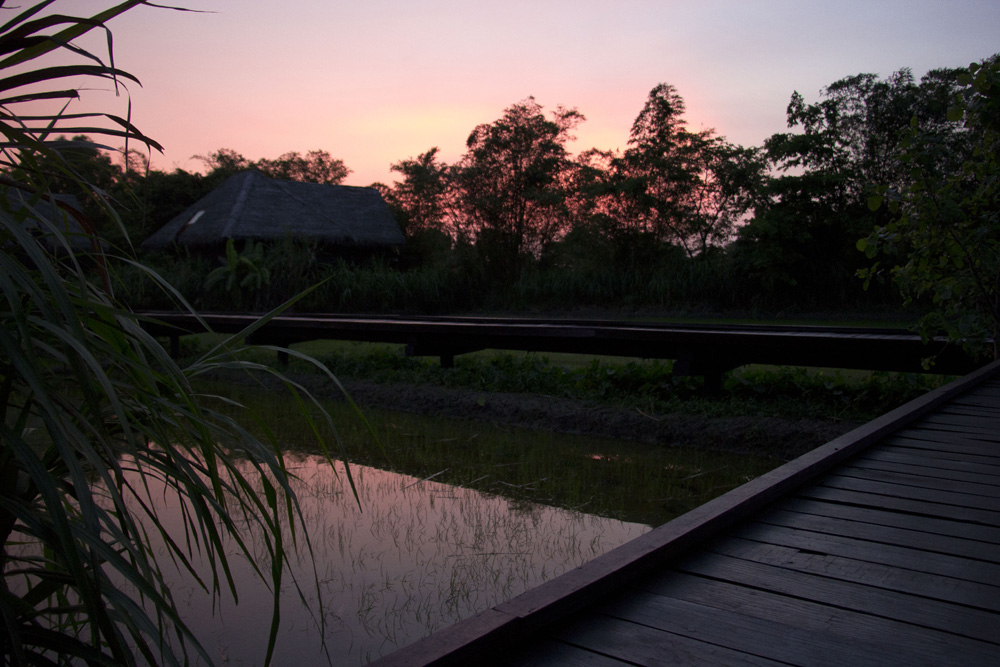 Rice paddy sunset | Vil Uyana, Sri Lanka