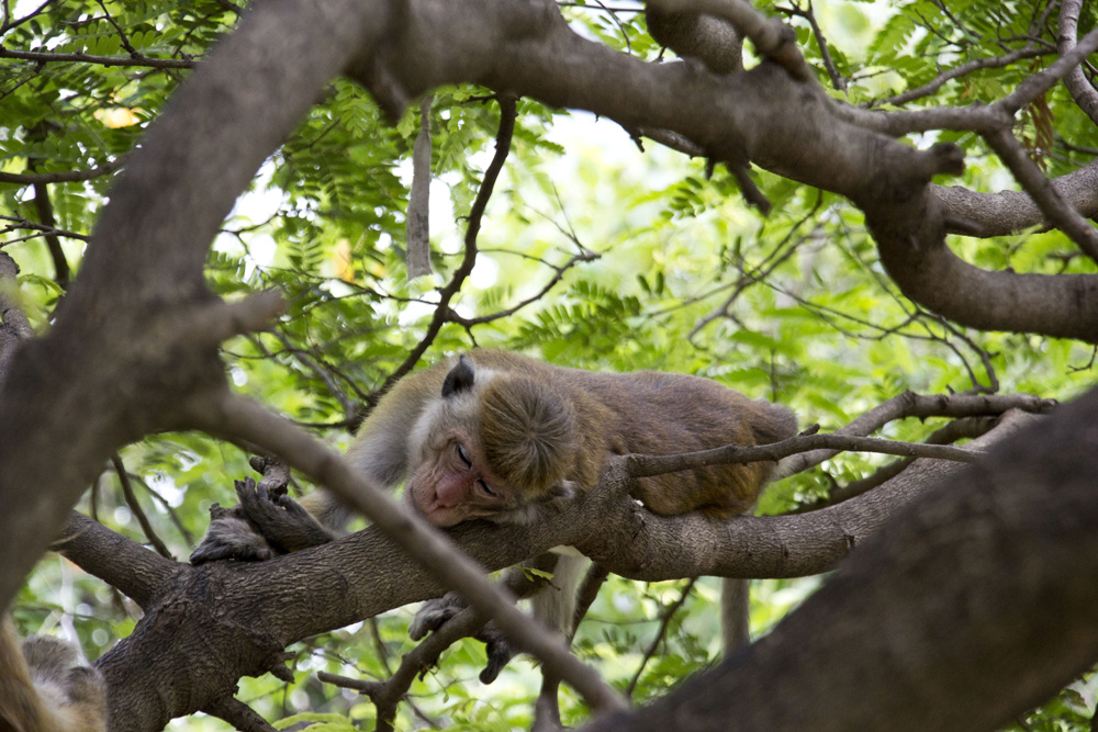 Sleeping monkey | Dambulla Sri Lanka