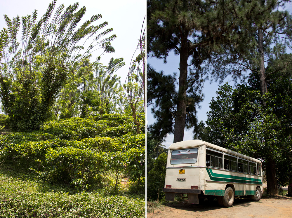Tea fields and aTata bus | Geragama Tea Plantation, Sri Lanka