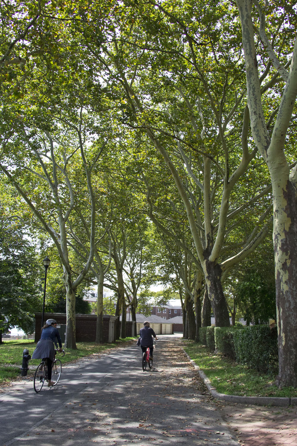 Biking through the trees | Governors Island, New York