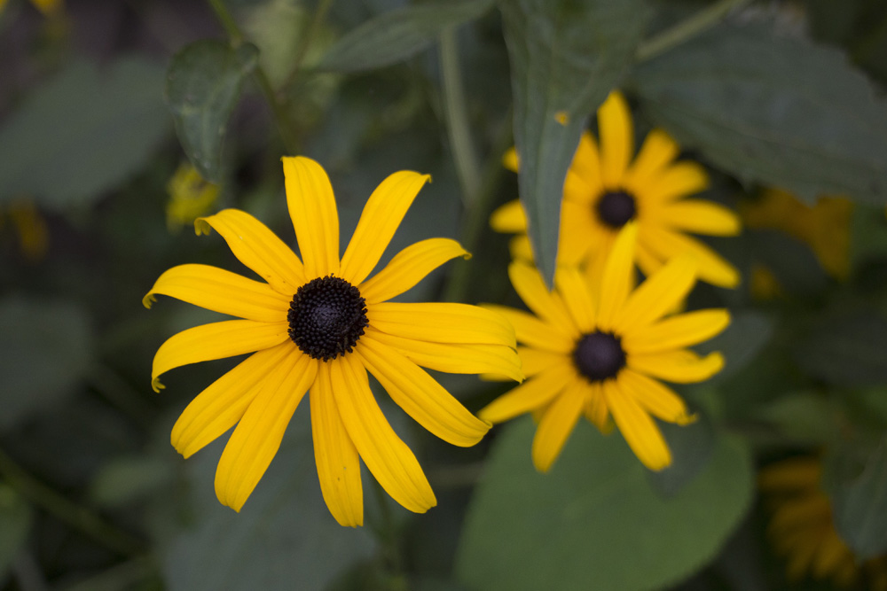 Black eyed susan close up | Lansing, New York