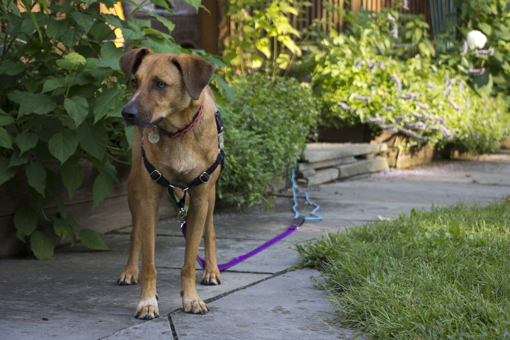 Bodie investigating | Lansing, New York