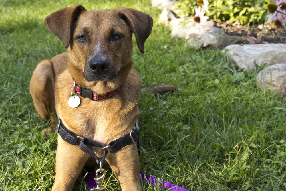 Bodie not amused in the grass | Lansing, New York