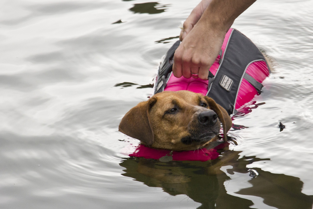 Unhappy swimmer | Lansing, New York