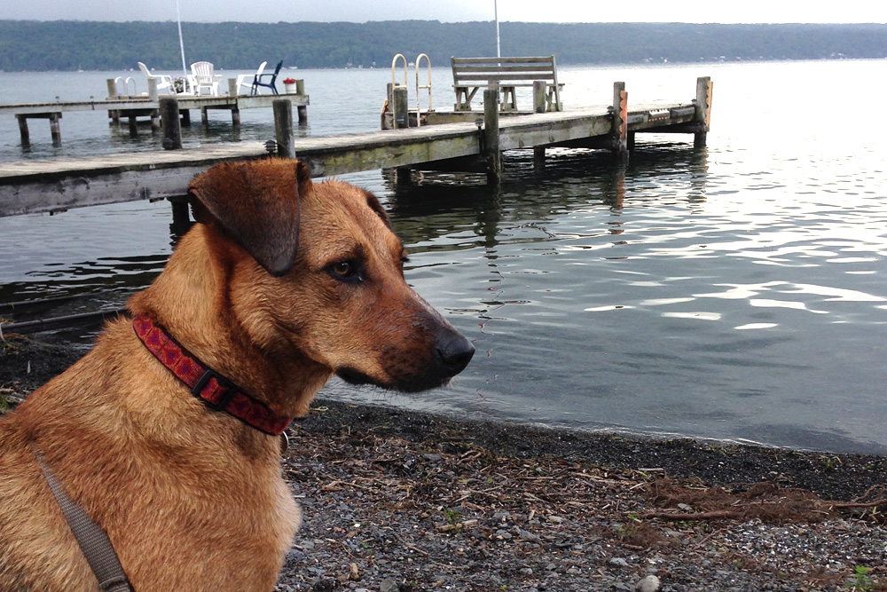 Bodie contemplating swimming | Lake Cayuga, New York