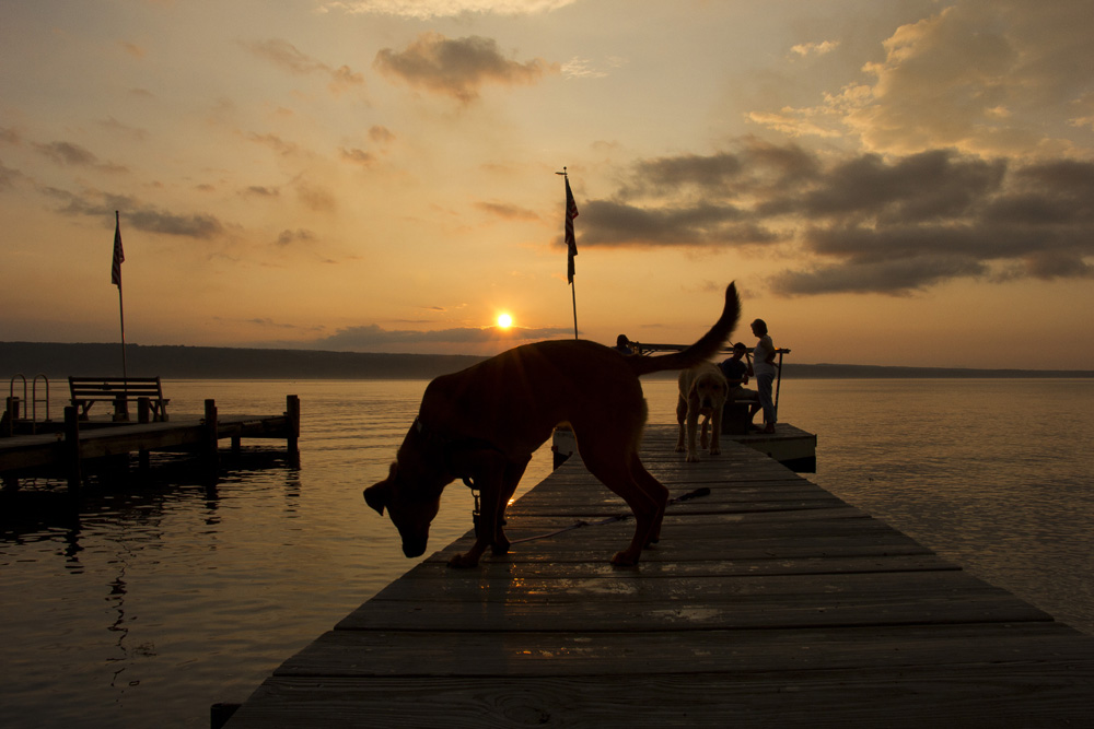 Bodie sniffing at sunset on the dock | Lansing, New York