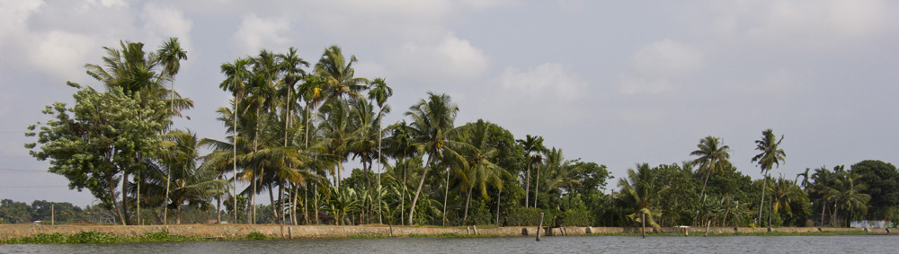Palm tree panorama | Kerala backwaters, India