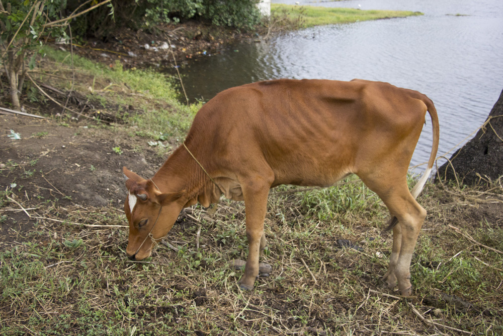 Calf eating breakfast | Kerala backwaters, India