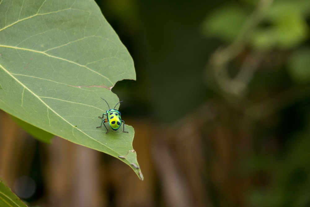 Colorful beetle | Kerala backwaters, India