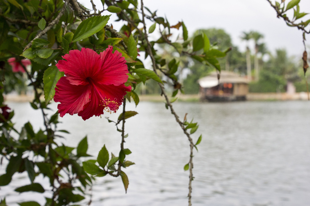 Hibiscus on our porch in the backwaters | Kerala, India