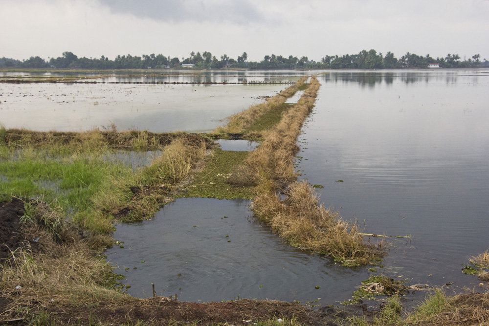 Rice paddies | Kerala backwaters, India