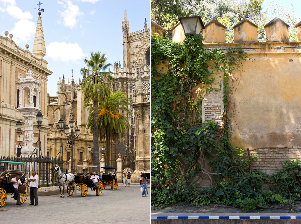 Catedral and ivy | Seville, Spain