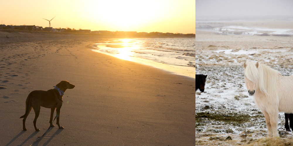 Bodie on Lewes Beach in Delaware and an Icelandic horse in Hella, Iceland.