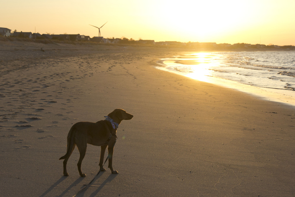 Bodie at sunset with a sunflare | Lewes beach, Delaware