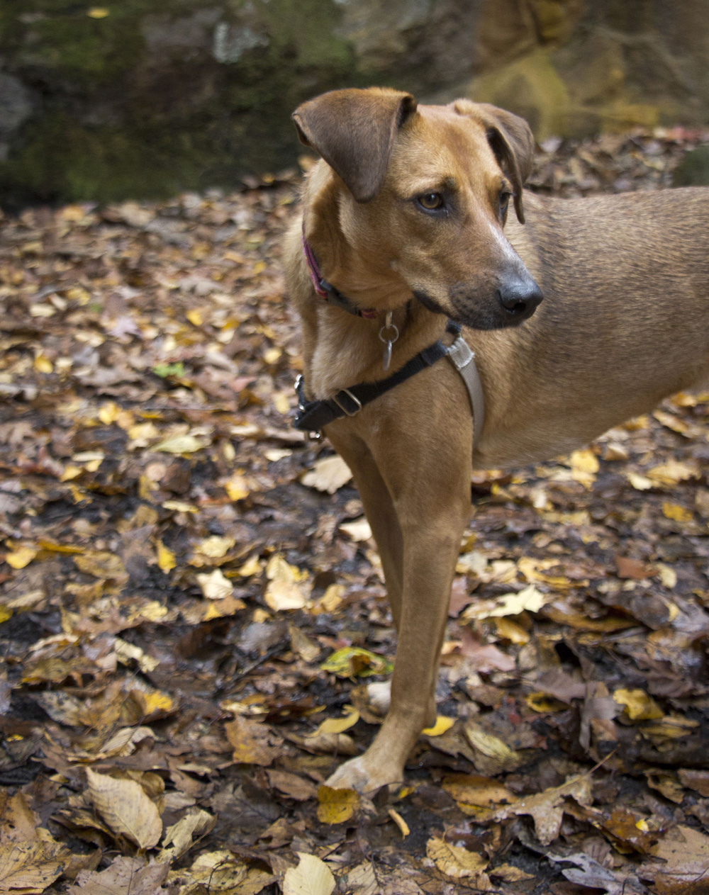 Cambodia hiking in the fall |Bear Mountain, New York