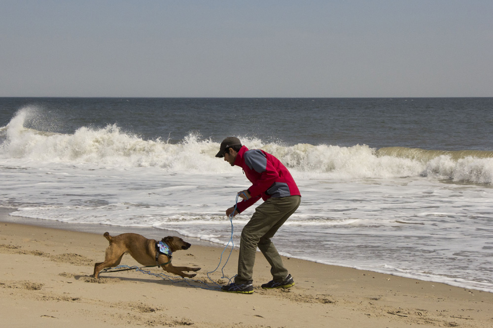 Dog play in the surf | Cape Henlopen beach, Delaware