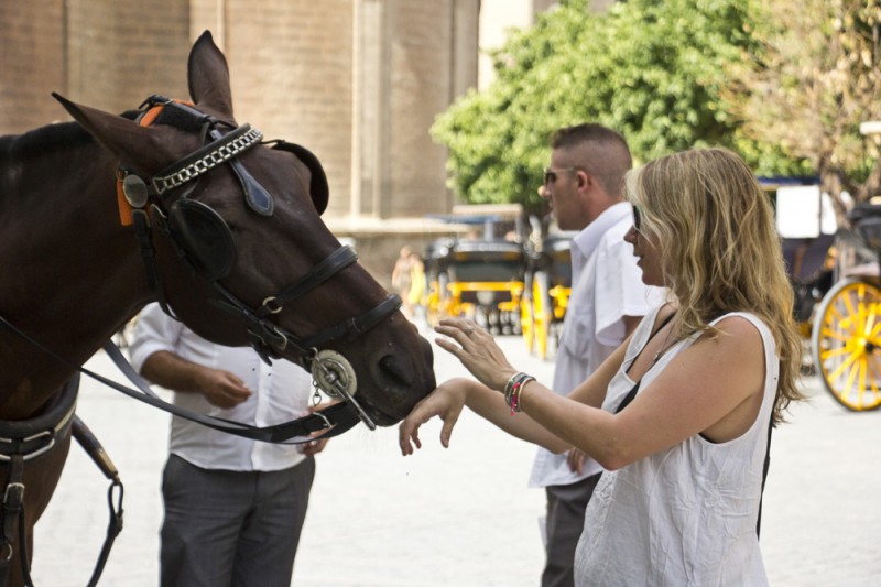 Jenny meets horse | Seville, Spain